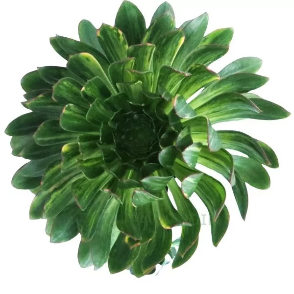 Aeonium Red Edge Variegata XL Aeonium Red Edge Variegata-XL