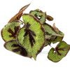 Begonia Masoniana Iron Cross