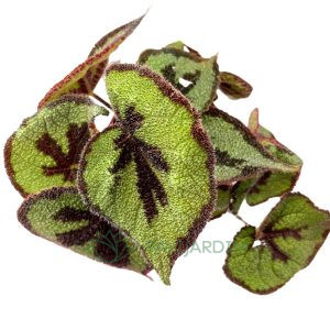 Begonia Masoniana Iron Cross