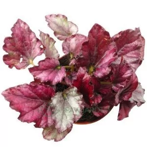 Begonia Red Kiss