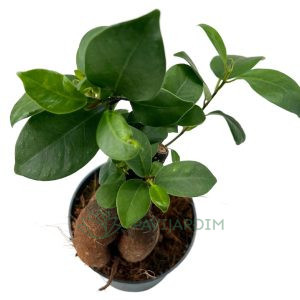 Bonsai Ficus Ginseng