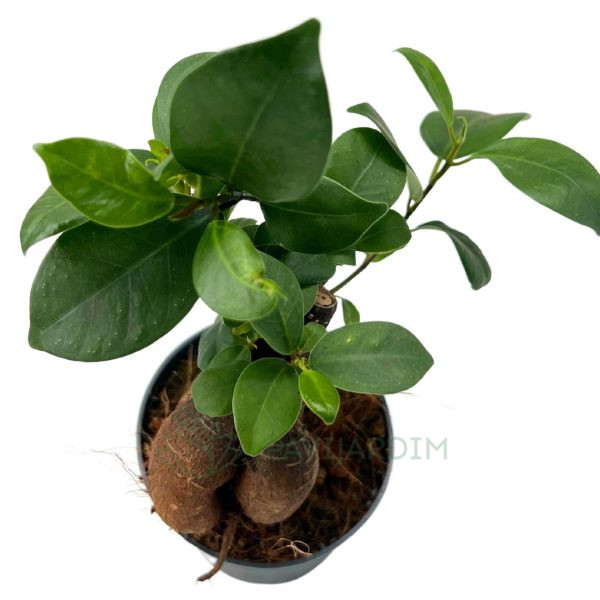 Bonsai Ficus Ginseng Bonsai Ficus Ginseng