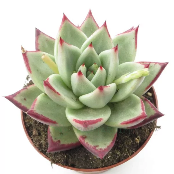 Echeveria Agavoides Lipstick Echeveria Agavoides Lipstick
