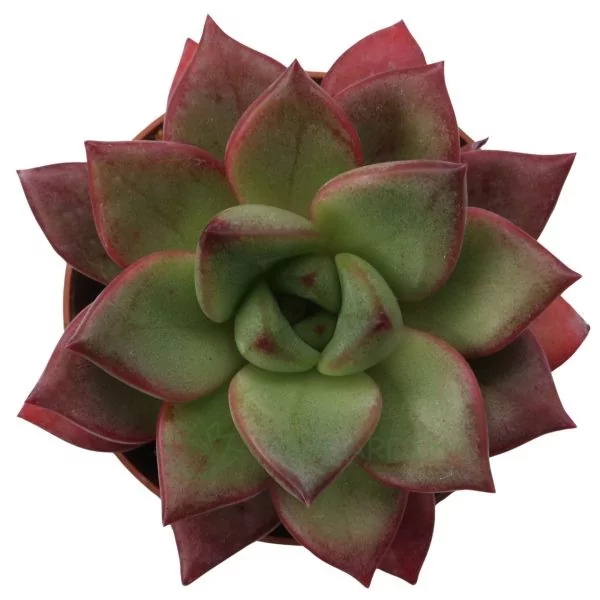 Echeveria OpalinaxPurpusorum