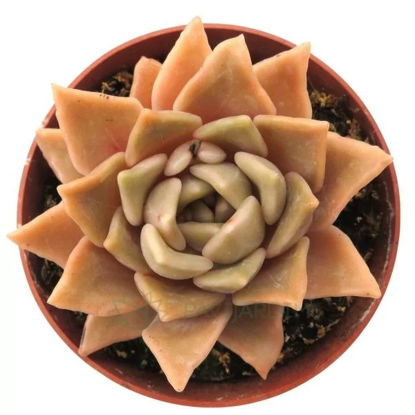 Echeveria Santa Ana