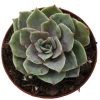 Echeveria Silver Queen Variegata mini