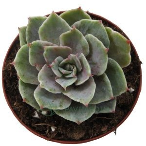 Echeveria Silver Queen Variegata mini