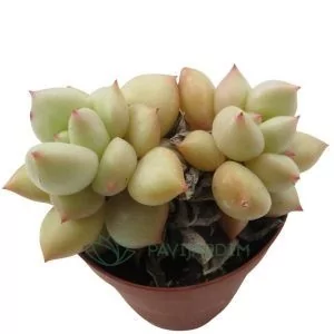 Echeveria Van Keppel