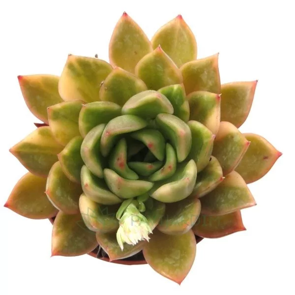 Echeveria agavoides Variegata Echeveria agavoides Variegata