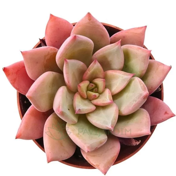 Echeveria colorata Hibrida