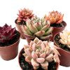 Echeverias Agavoides Pack 1