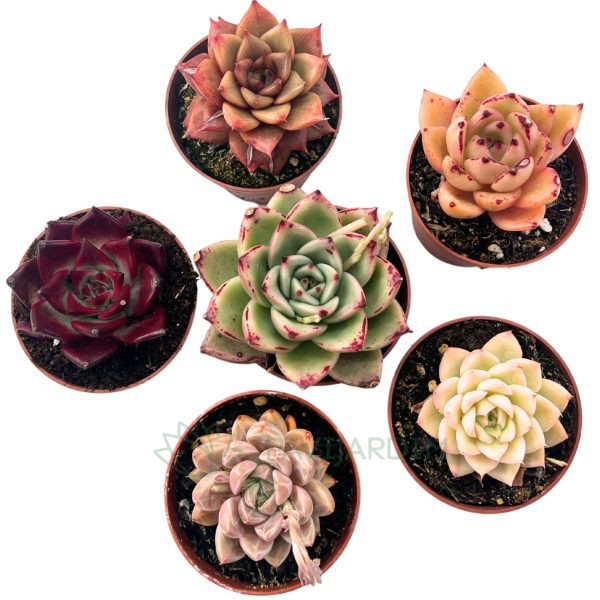 Echeverias Agavoides Pack 1