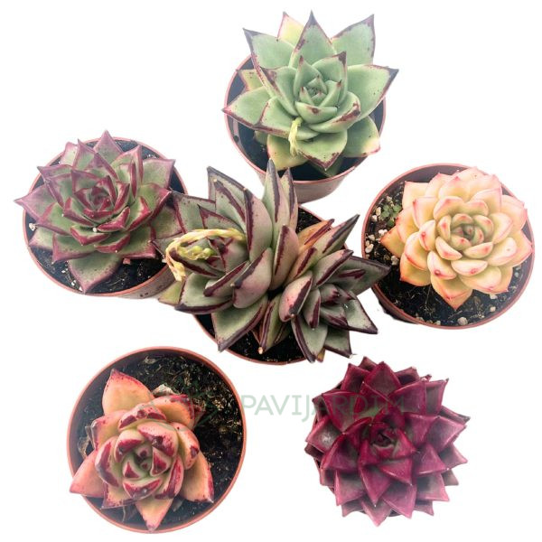 Echeverias Agavoides Pack 5 Echeverias Agavoides Pack 5