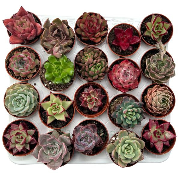 Echeverias Mini Mix Especial Echeverias Mini Mix Especial