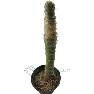Eulychnia Spiralis