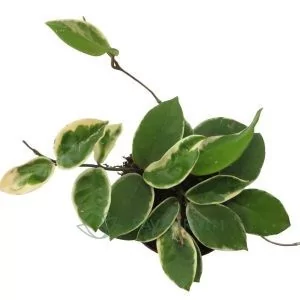 Hoya Carnosa krimson Queen
