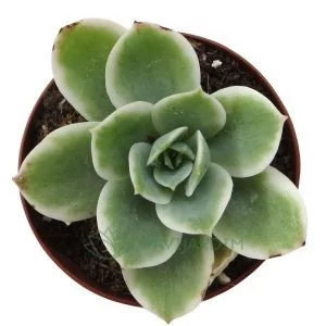Echeveria Lemon Rose variagata Mini