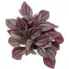 Peperomia Caperata Cayenne