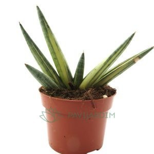 Sanseviera Boncel Variegata