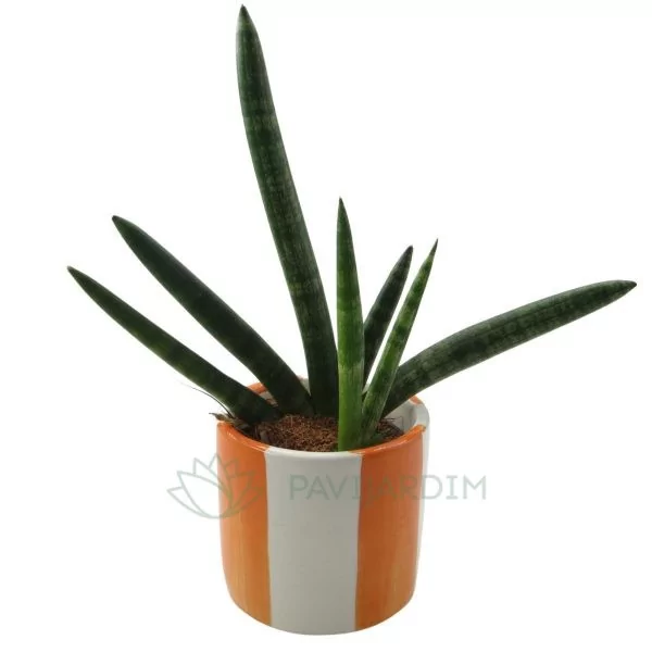 Vaso ceramica Laranja