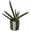 Vaso Ceramica verde