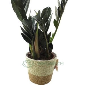 Vaso decorativo