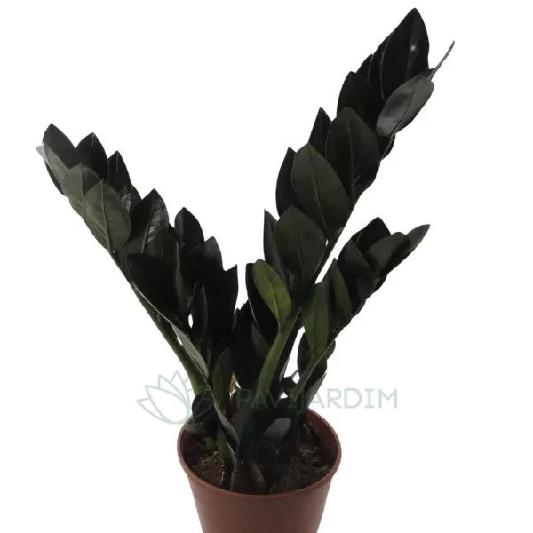Zamioculca zamiifolia 'Raven' (2) Zamioculca zamiifolia Raven