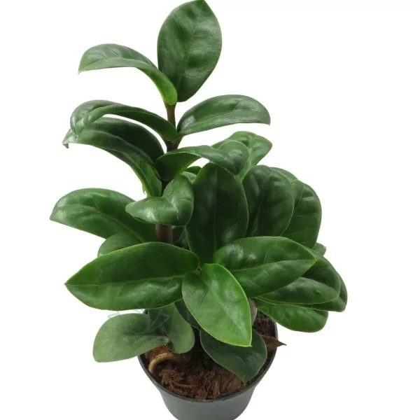 Zamioculcas zamifolia Zenzi (2) Zamioculcas zamifolia Zenzi