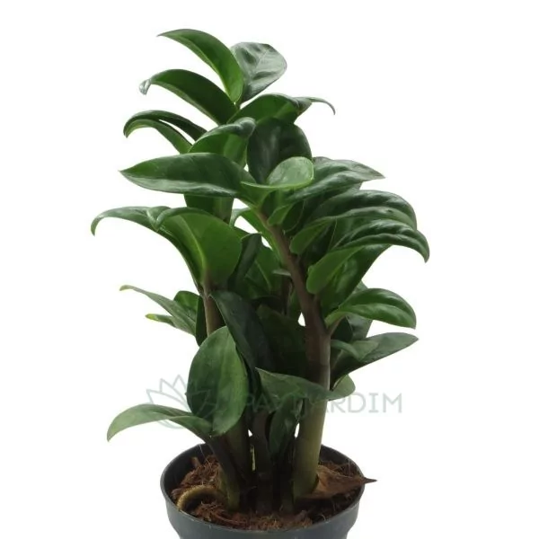 Zamioculcas zamifolia Zenzi Zamioculcas zamifolia Zenzi
