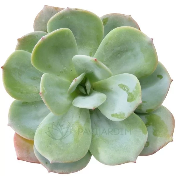 echeveria gila (2) Echeveria Gila