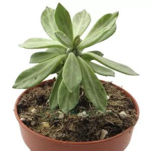 Euphorbia Monadenium Lugardiae