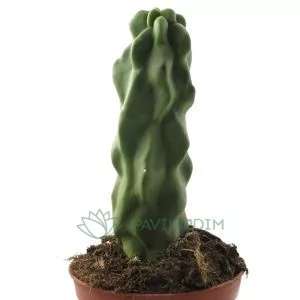 Lophocereus Schottii Monstruoso