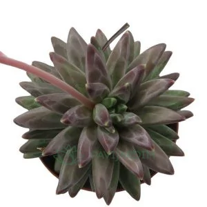 Pachyphytum Compactum Perple Diamond