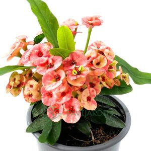 Euphorbia Milii Coroa de Cristo