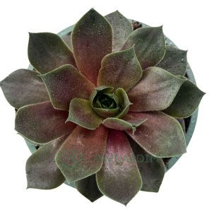 Sempervivum Degianianum