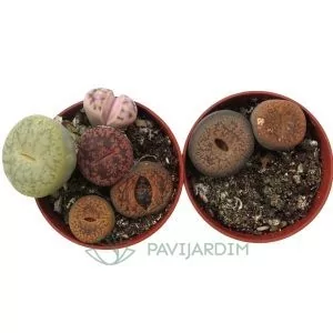 Lithops