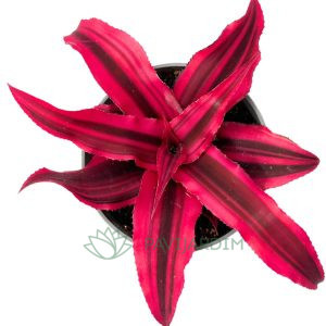 Cryptanthus Super Pink