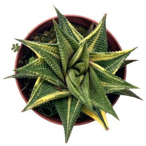 Haworthiopsis Limifolia Variegata 4