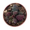 Adromischus marianiae herrei Red Coral