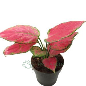 Aglaonema Cherry Baby