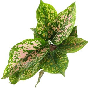 Aglaonema Coral Red