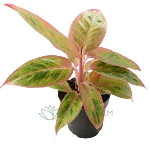 Aglaonema Pink Aurora