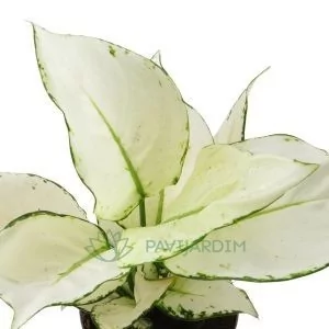 Aglaonema White Joy