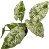 Syngonium Albo Variegata