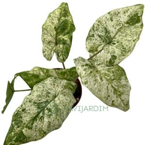 Alocasia Frydek Variegata
