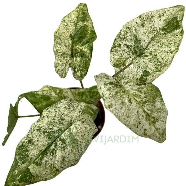 Syngonium Albo Variegata