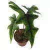 Alocasia Jacklyn