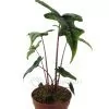 Alocasia Jacklyn