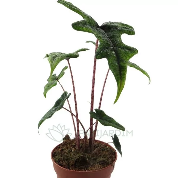 Alocasia Jacklyn Alocasia Jacklyn