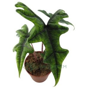 Alocasia Jacklyn